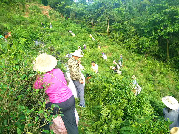 采茶—靓丽的风景线