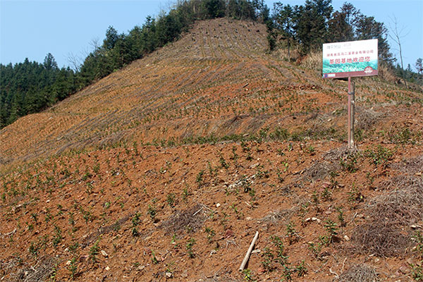 高马二溪新建茶园基地